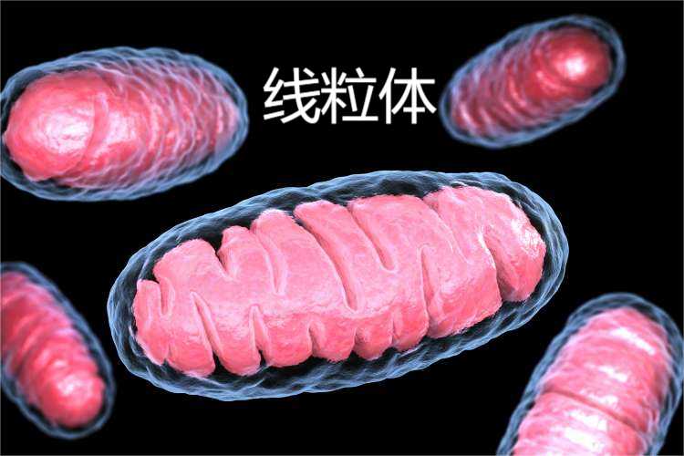 线粒体功能障碍
