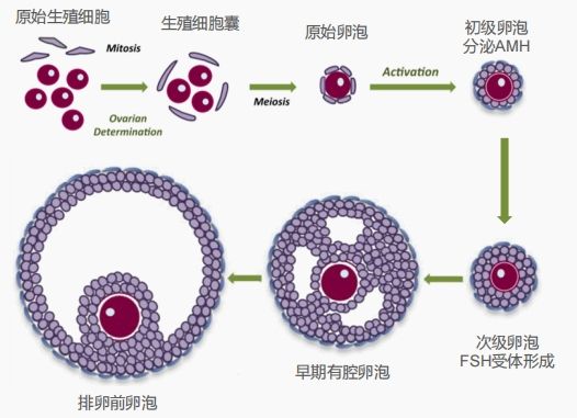 卵泡发育的过程