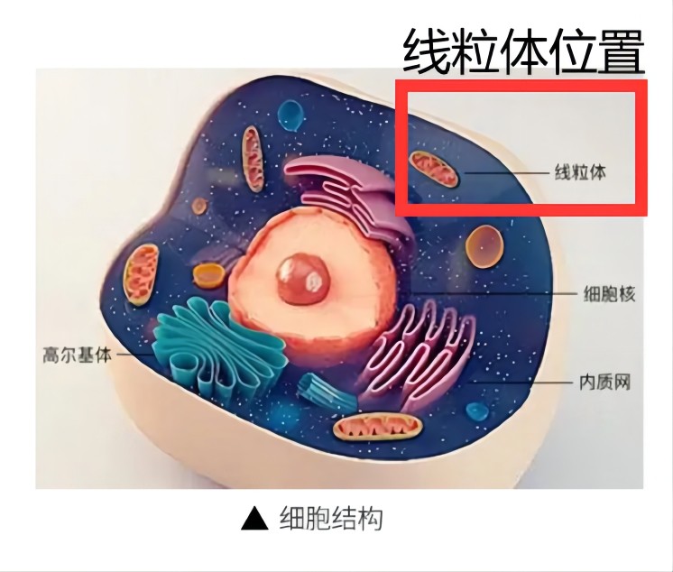 引起线粒体DNA突变的原因